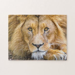 Lion Face Foto Legpuzzel