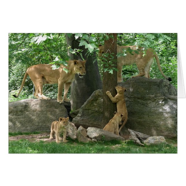 Lion Family bij Play Card (Voorkant Horizontaal)