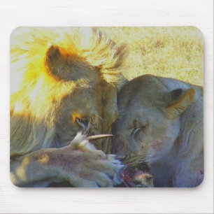 Lion Feast Wildlife Fotografie Muismat
