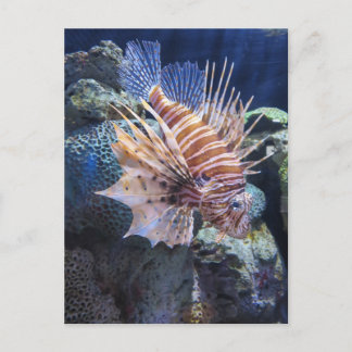 Lion Fish, Adventure Aquarium Briefkaart