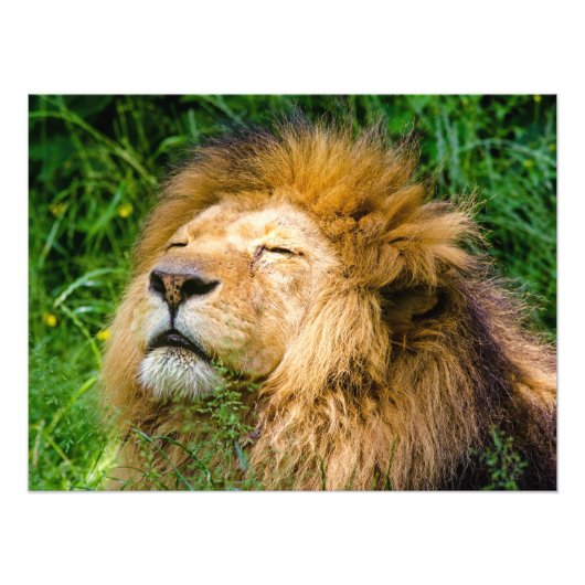 Lion Foto Afdruk (Voorkant)