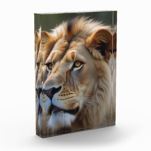 Lion Fotoblokken (Links)