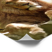 LION FOTOGRAPHY POSTER (Hoek)