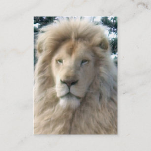 Lion Head carte de visite blanc chubby