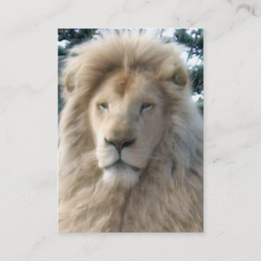 Lion Head carte de visite noir chubby (Devant)