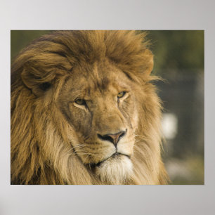 Lion Head Poster