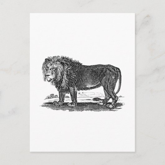 Lion Illustration - 1800's African Animal Briefkaart (Voorkant)
