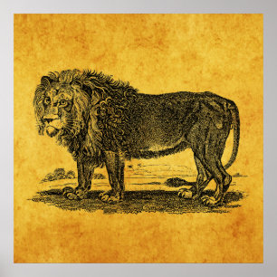  Lion Illustration - 1800's African Animal Poster