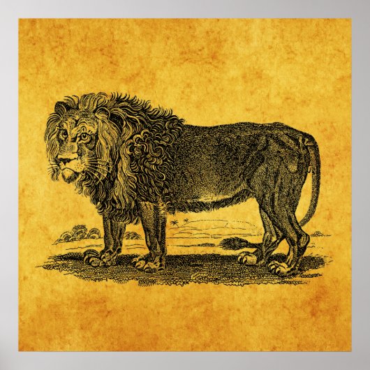  Lion Illustration - 1800's African Animal Poster (Voorkant)