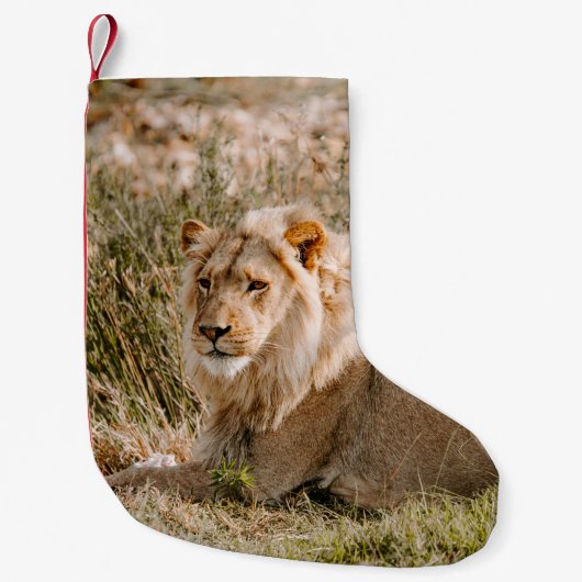 LION IN DE GRAS KLEINE KERSTSOK (Voorkant)