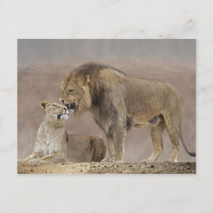 Lion in Love Briefkaart