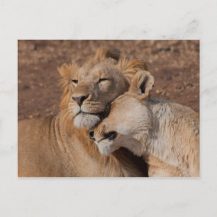 Lion in Love Briefkaart