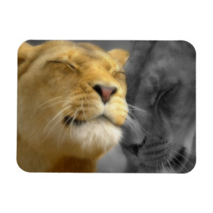 Lion in Love Magneet