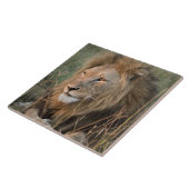 Lion In Natural African Setting Tegeltje (Zijkant)