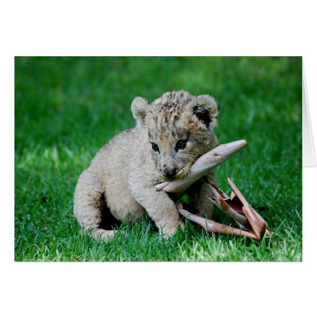 Lion joueur (Devant horizontal)