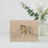 Lion lopen briefkaart (Staand voorkant)
