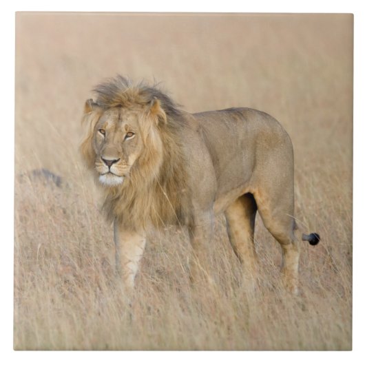 Lion lopen tegeltje (Voorkant)