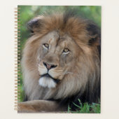 Lion Lounge dans une forêt (Devant)