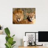 Lion Love Poster (Thuiskantoor)
