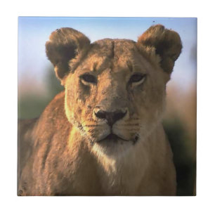 Lion Lovers Vrouw Lioness Tegeltje