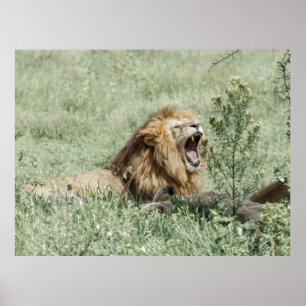 LION LYING ON GREEN GRASS TIS DAG POSTER