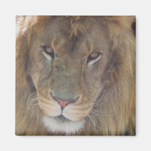 Lion Magneet