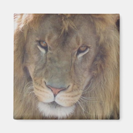Lion Magneet (Voorkant)