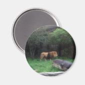 Lion Magneet (Voorkant / Achterkant)