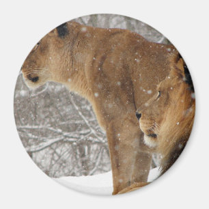 Lion Magneet