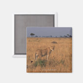 Lion Magneet (Voorkant / Achterkant)