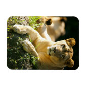 Lion Magneet (Horizontaal)