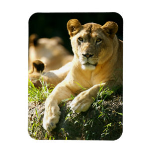 Lion Magneet