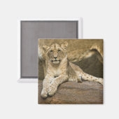 Lion Magneet (Voorkant / Achterkant)