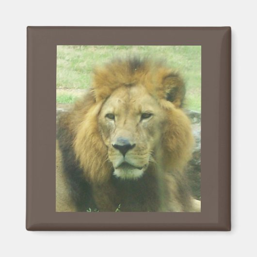 Lion Magnet (Devant)