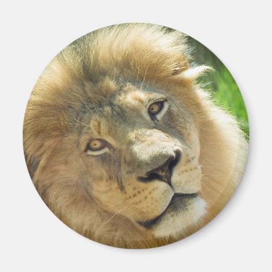 Lion magnet magneet (Voorkant)