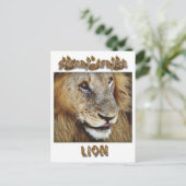 Lion mâle - carte postale safari faune (Debout devant)