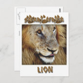 Lion mâle - carte postale safari faune (Devant / Derrière)