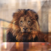 LION MALE GLASS WINDOW CLING RAAMSTICKER (Vel 2)