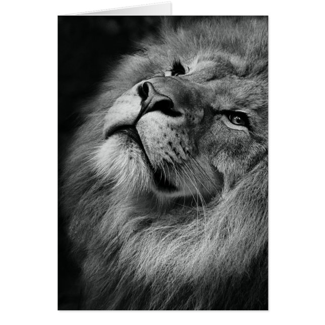 Lion merveilleux (Devant)