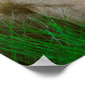 Lion Moeder en Zoon in Grass in Botswana Poster (Hoek)