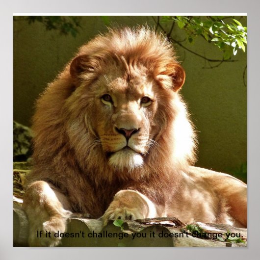 Lion motivatie quote poster (Voorkant)