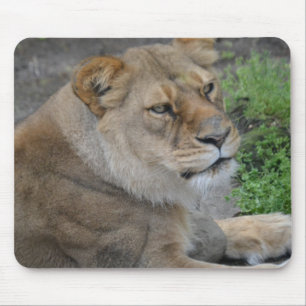 Lion Muismat