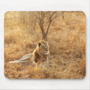 Lion-Muismat Muismat