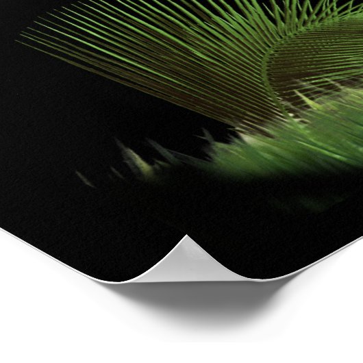 :Lion of Judah Poster (Coin)