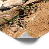 Lion op de grond poster (Hoek)