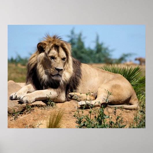 Lion op de grond poster (Voorkant)