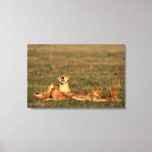 Lion op een savanne canvas afdruk