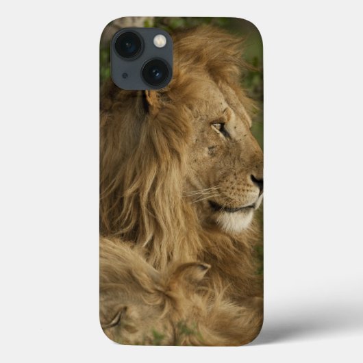 Lion, Panthera leo, Neder-Mara, Masai Mara GR, Case-Mate iPhone Case (Achterkant)