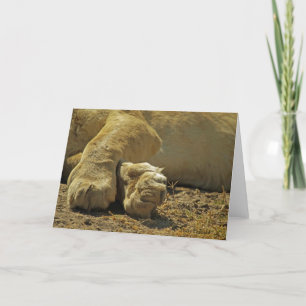 Lion Paws Kaart
