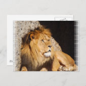 Lion Photo Briefkaart (Voorkant / Achterkant)
